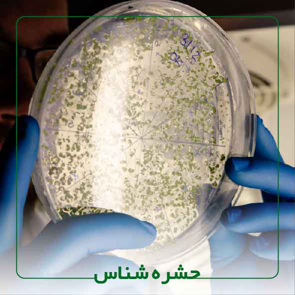 کارشناس ارشد و یا بالاتر حشره شناس